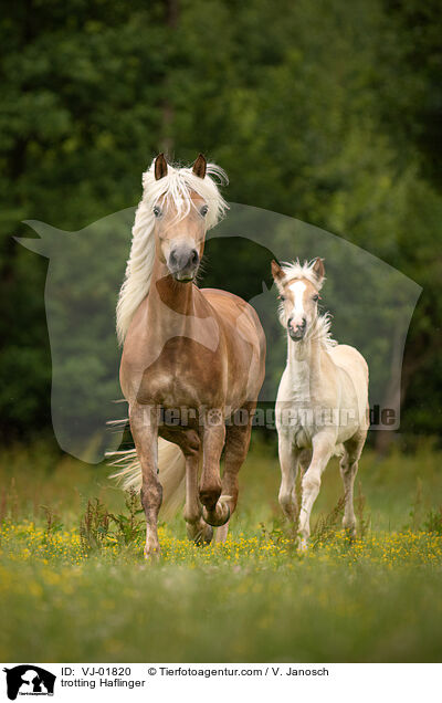 trotting Haflinger / VJ-01820