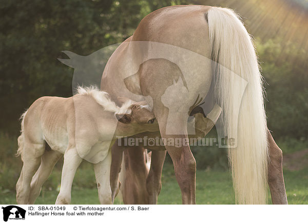 Haflinger Horse foal with mother / SBA-01049