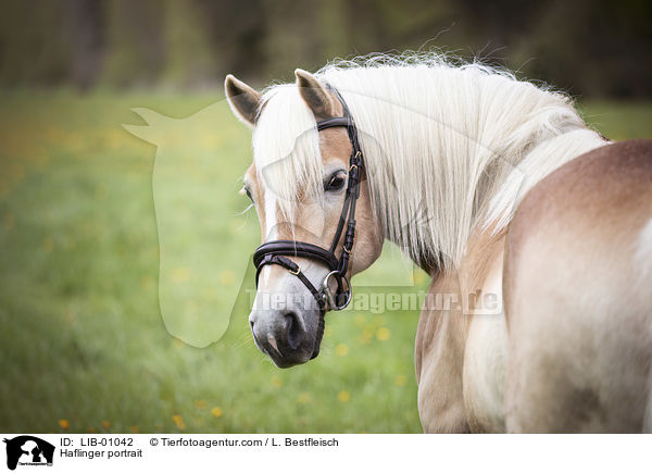 Haflinger portrait / LIB-01042