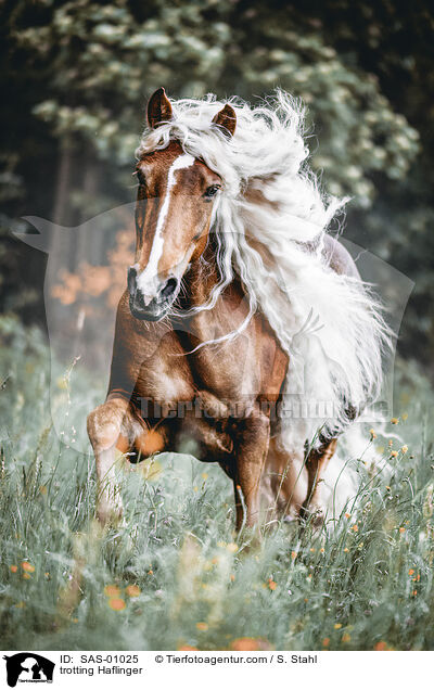 trotting Haflinger / SAS-01025