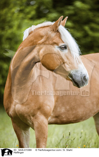 Haflinger / SAS-01088