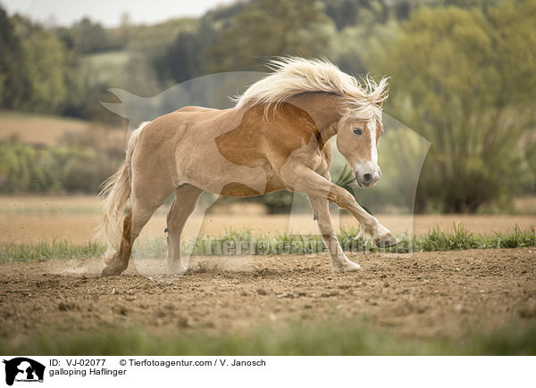 galloping Haflinger / VJ-02077