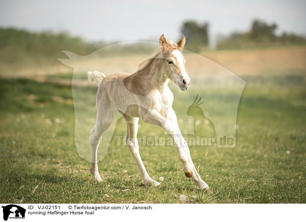 running Haflinger Horse foal / VJ-02151