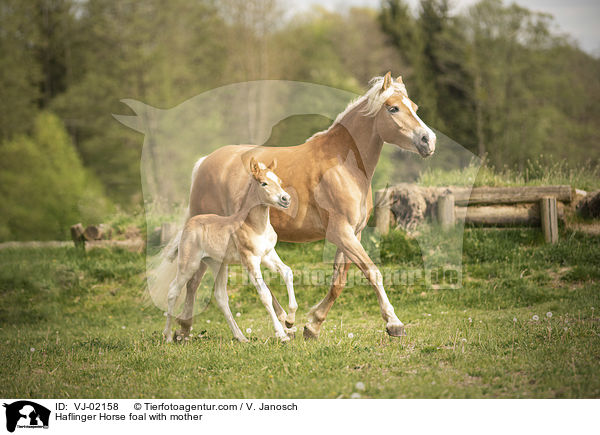 Haflinger Horse foal with mother / VJ-02158