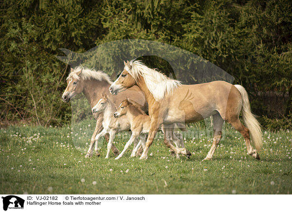 Haflinger Horse foals with mother / VJ-02182