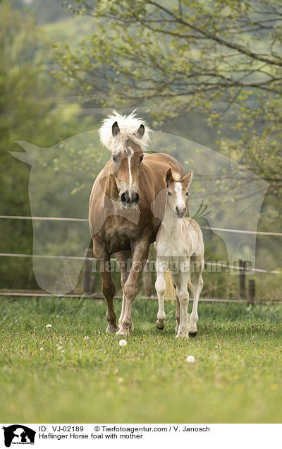 Haflinger Horse foal with mother / VJ-02189