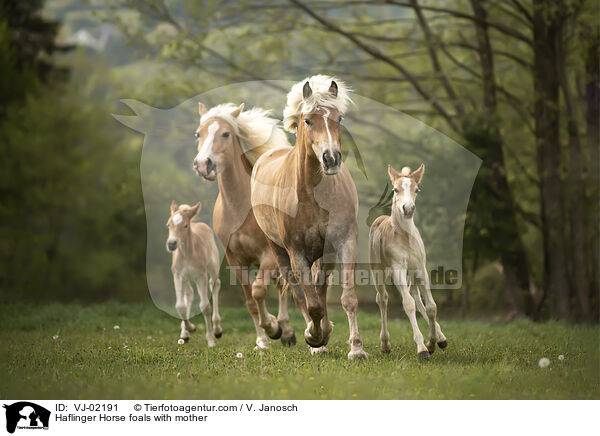 Haflinger Horse foals with mother / VJ-02191