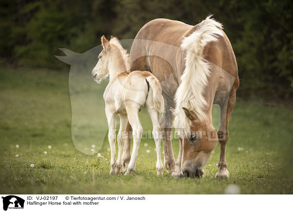 Haflinger Fohlen mit Mutter / Haflinger Horse foal with mother / VJ-02197