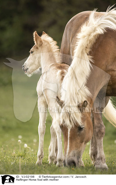 Haflinger Fohlen mit Mutter / Haflinger Horse foal with mother / VJ-02198