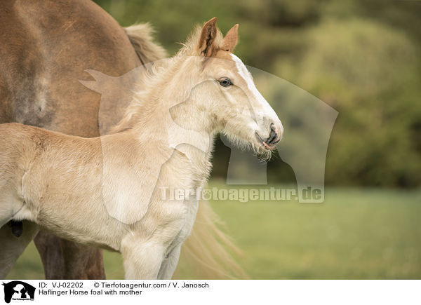 Haflinger Horse foal with mother / VJ-02202