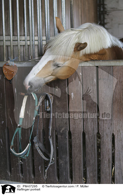 Haflinger Portrait / Haflinger portrait / PM-07295