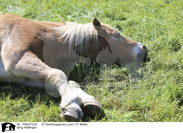 liegender Haflinger / lying Haflinger / PM-07332
