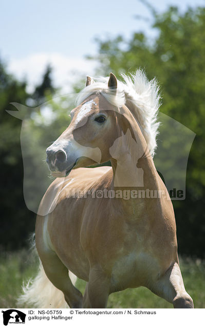 galloping Haflinger / NS-05759