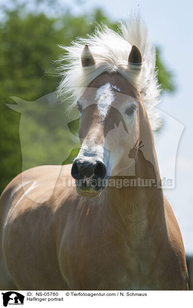 Haflinger portrait / NS-05760