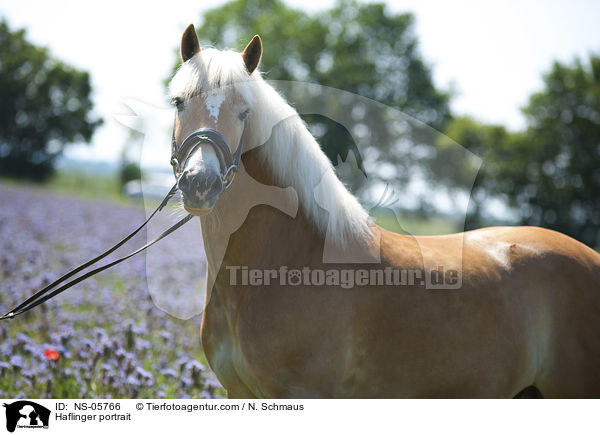 Haflinger portrait / NS-05766