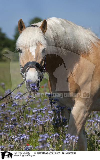 standing Haflinger / NS-05780