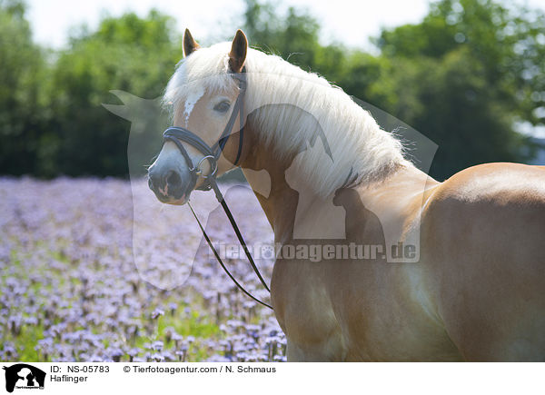 Haflinger / Haflinger / NS-05783