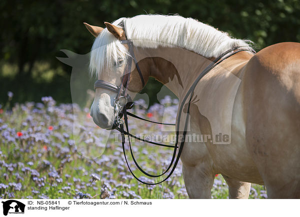 stehender Haflinger / standing Haflinger / NS-05841