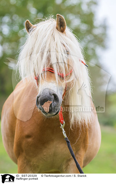 Haflinger portrait / SST-20329
