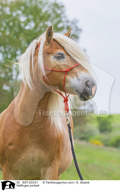 Haflinger portrait / SST-20331