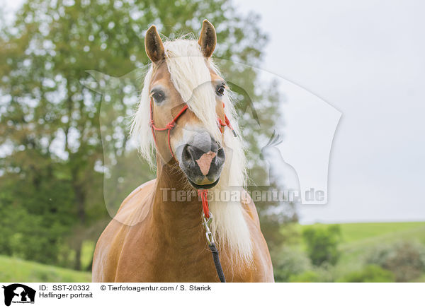 Haflinger portrait / SST-20332