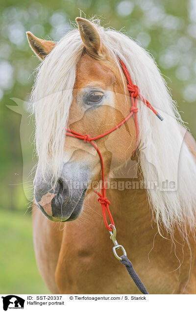 Haflinger portrait / SST-20337