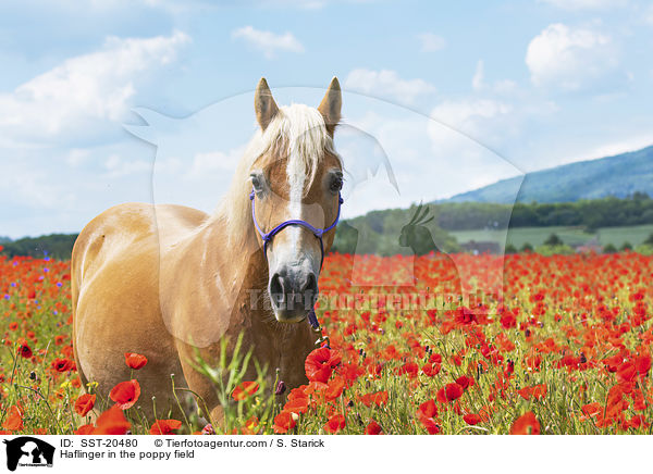 Haflinger im Mohnfeld / Haflinger in the poppy field / SST-20480