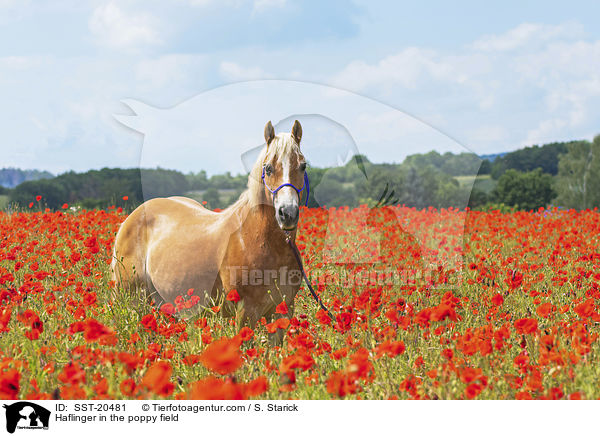Haflinger im Mohnfeld / Haflinger in the poppy field / SST-20481