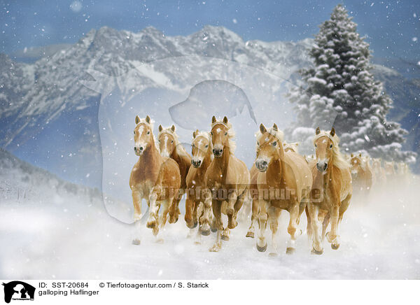galloping Haflinger / SST-20684