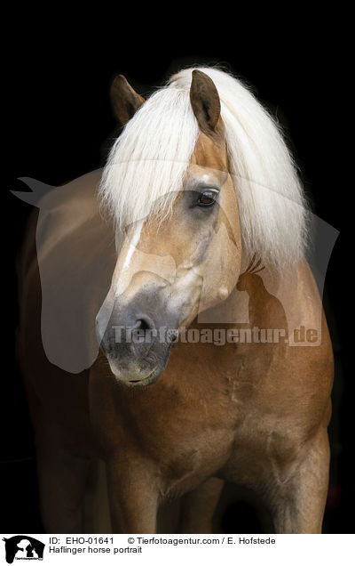 Haflinger horse portrait / EHO-01641