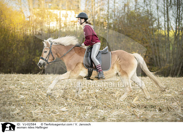 Frau reitet Haflinger / woman rides Haflinger / VJ-02584