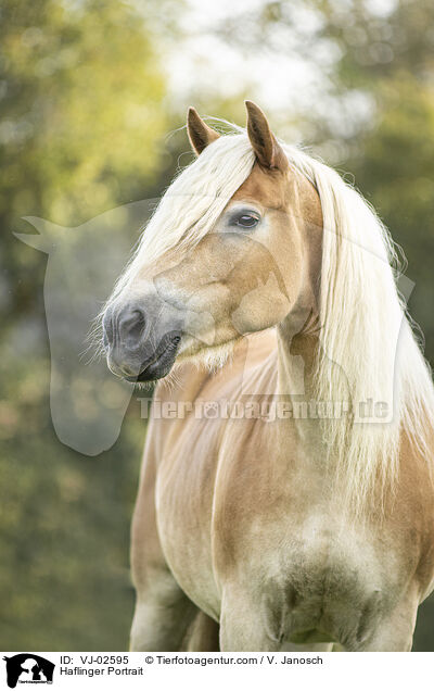 Haflinger Portrait / VJ-02595