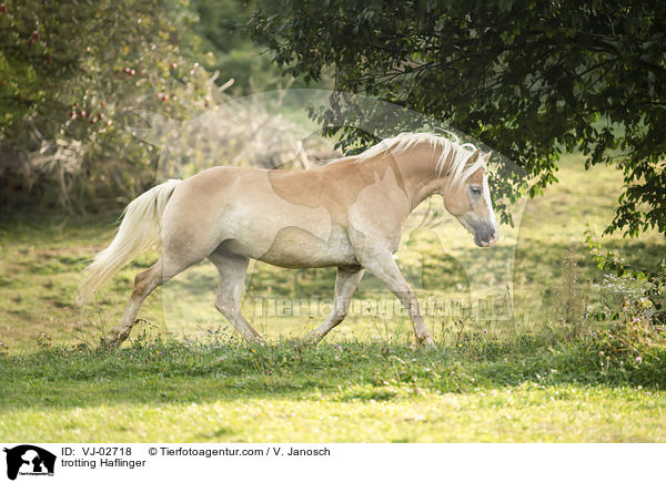trotting Haflinger / VJ-02718