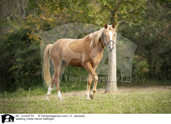 walking noble blood haflinger / VJ-02770