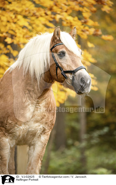Haflinger Portrait / Haflinger Portrait / VJ-02825