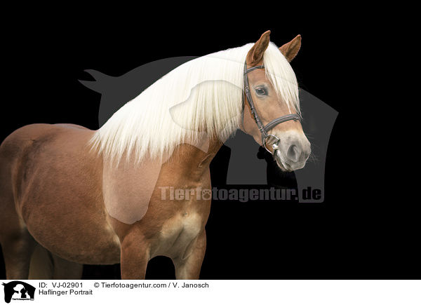 Haflinger Portrait / Haflinger Portrait / VJ-02901