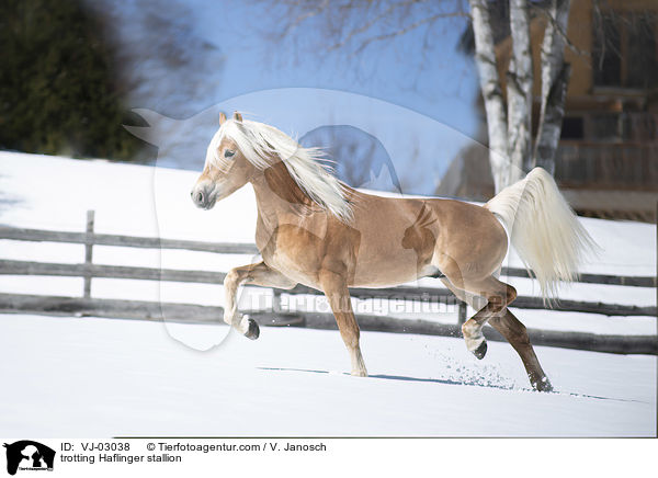 trabender Haflinger Hengst / trotting Haflinger stallion / VJ-03038