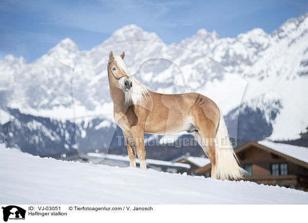 Haflinger Hengst / Haflinger stallion / VJ-03051