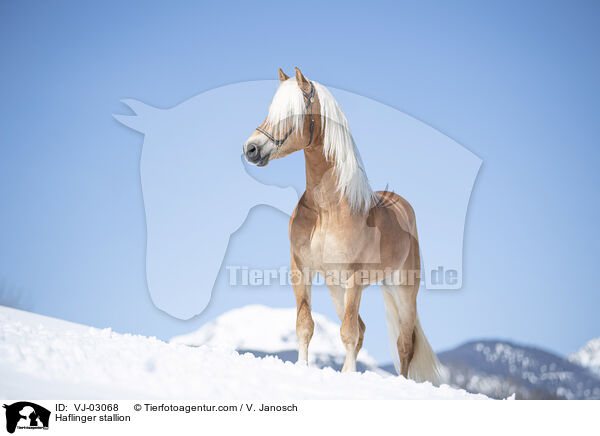 Haflinger stallion / VJ-03068