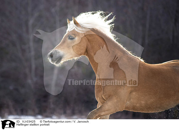 Haflinger stallion portrait / VJ-03425