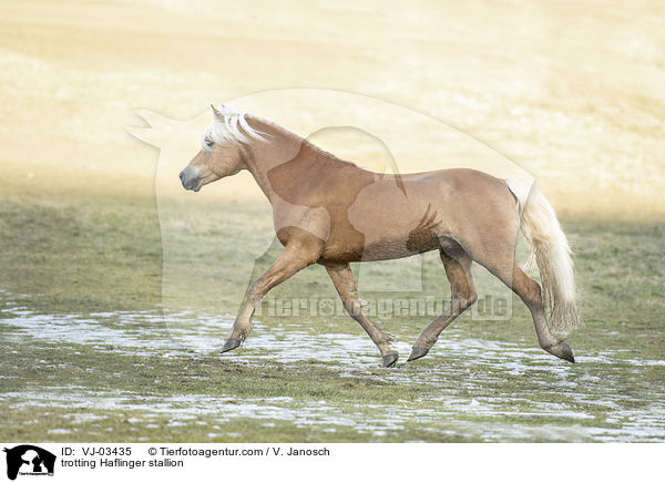 trotting Haflinger stallion / VJ-03435