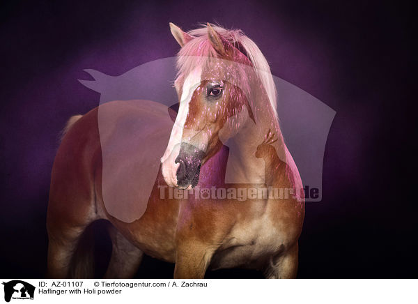 Haflinger with Holi powder / AZ-01107