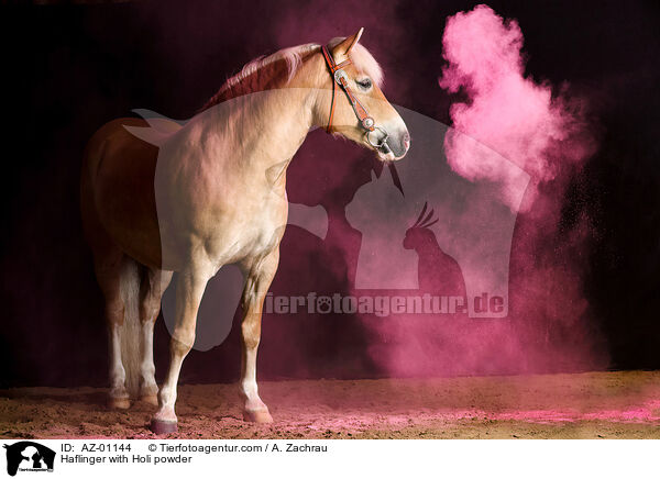 Haflinger mit Holi Puder / Haflinger with Holi powder / AZ-01144