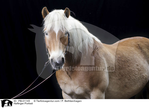Haflinger Portrait / PB-01145
