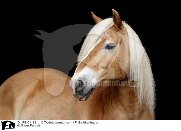 Haflinger Portrait / PB-01183