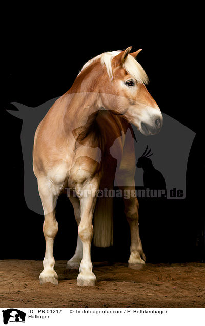 Haflinger / PB-01217