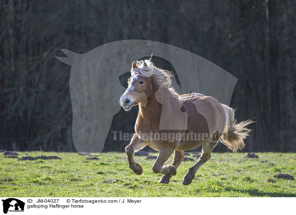 galloping Haflinger horse / JM-04027