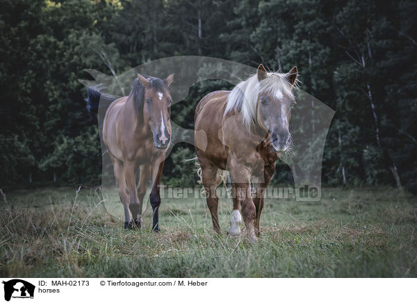 horses / MAH-02173