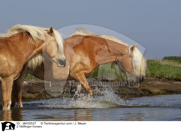 2 Haflinger horses / JM-05527
