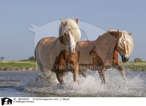 2 Haflinger horses / JM-05542